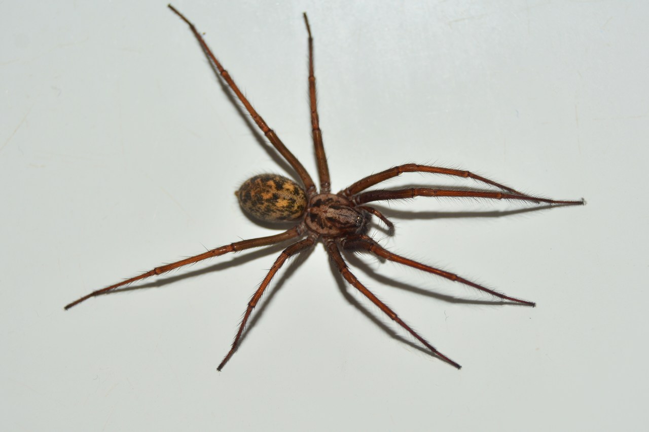 Eratigena atrica Eratigena atrica
